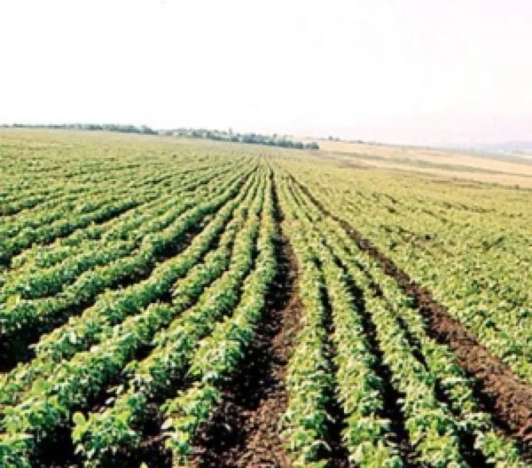 Productia de porumb si grau a crescut de doua ori in 2008