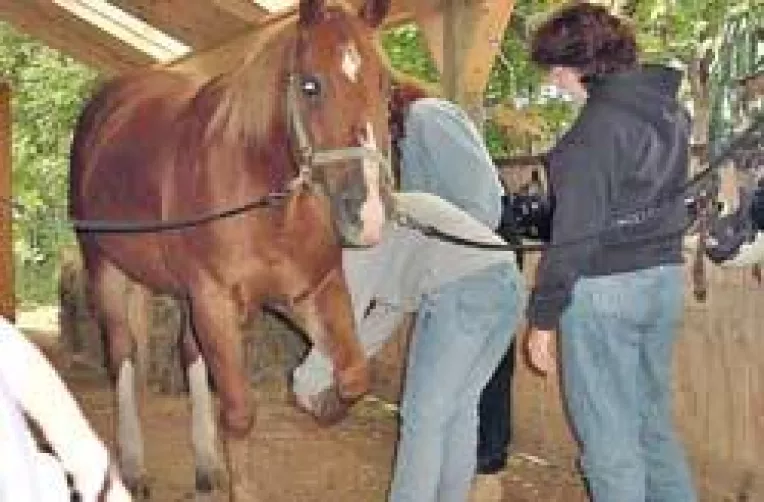 Romania nu are fabrici de microcipuri pentru cabaline